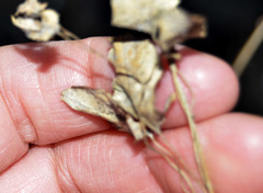 Convolvulus arvensis