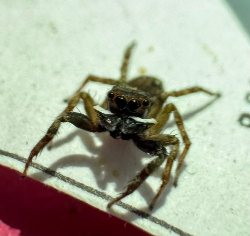 Adanson's House Jumper