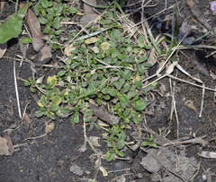 Cerastium holosteoides