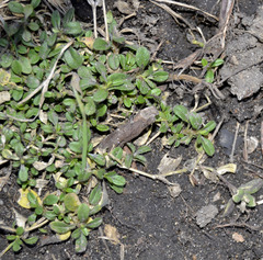 Cerastium holosteoides
