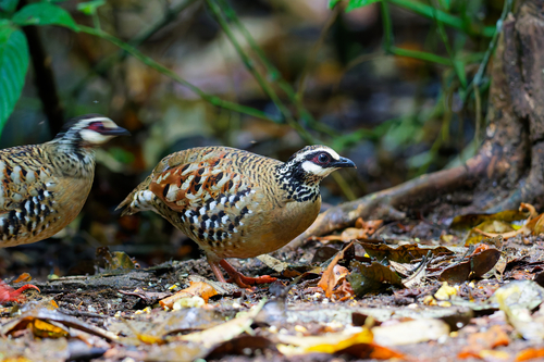 Bar-backed Partridge (Arborophila brunneopectus)