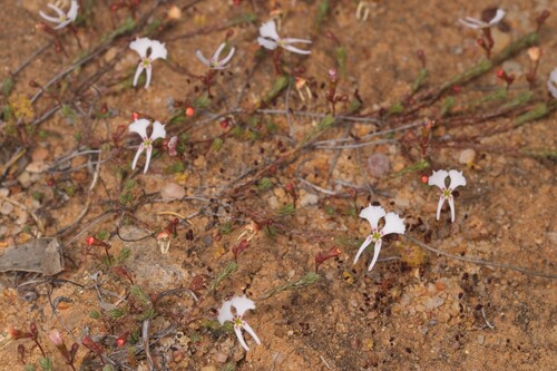 Dancing Triggerplant (Stylidium choreanthum)