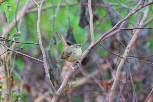 Annam Prinia (Prinia rocki)