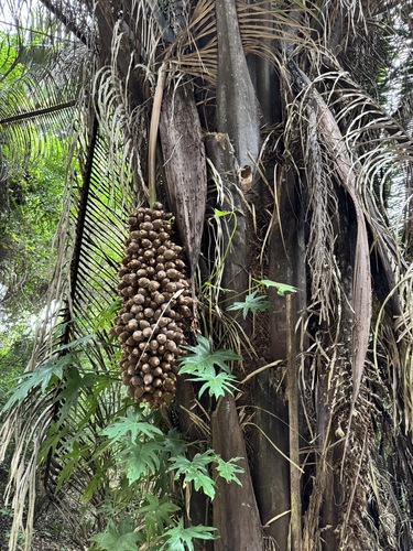 Attalea cohune, photograph 5