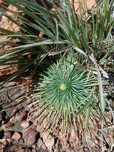 Psammotropha myriantha, 2026-03-30