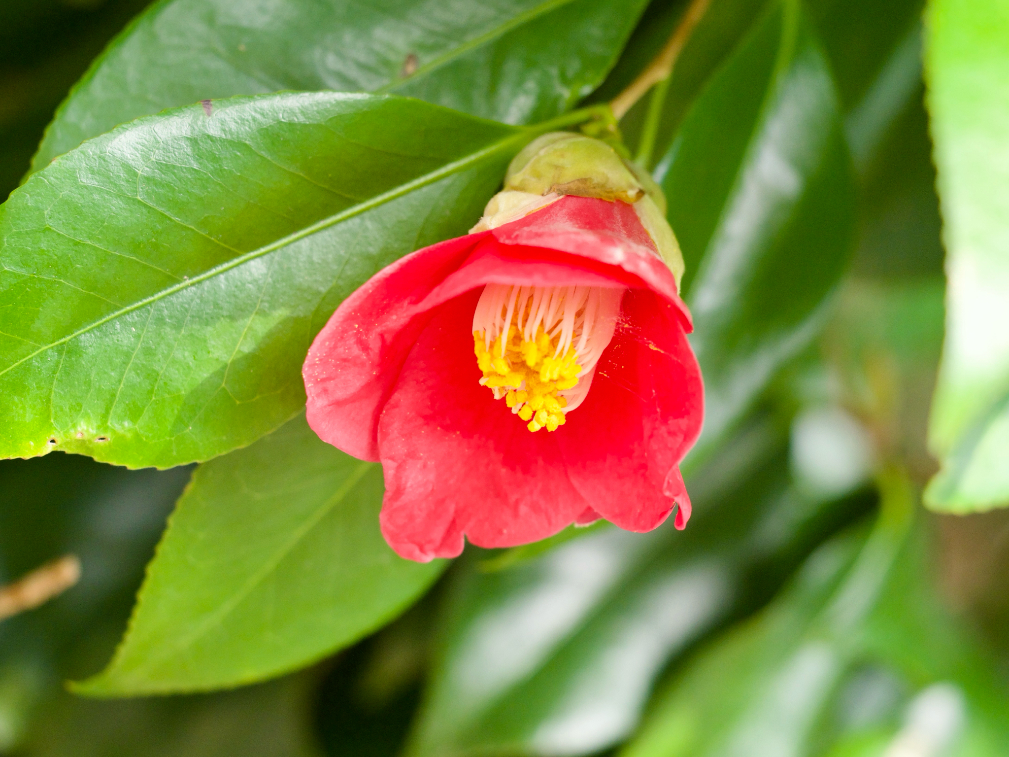 Japanese Camellia (Camellia japonica)