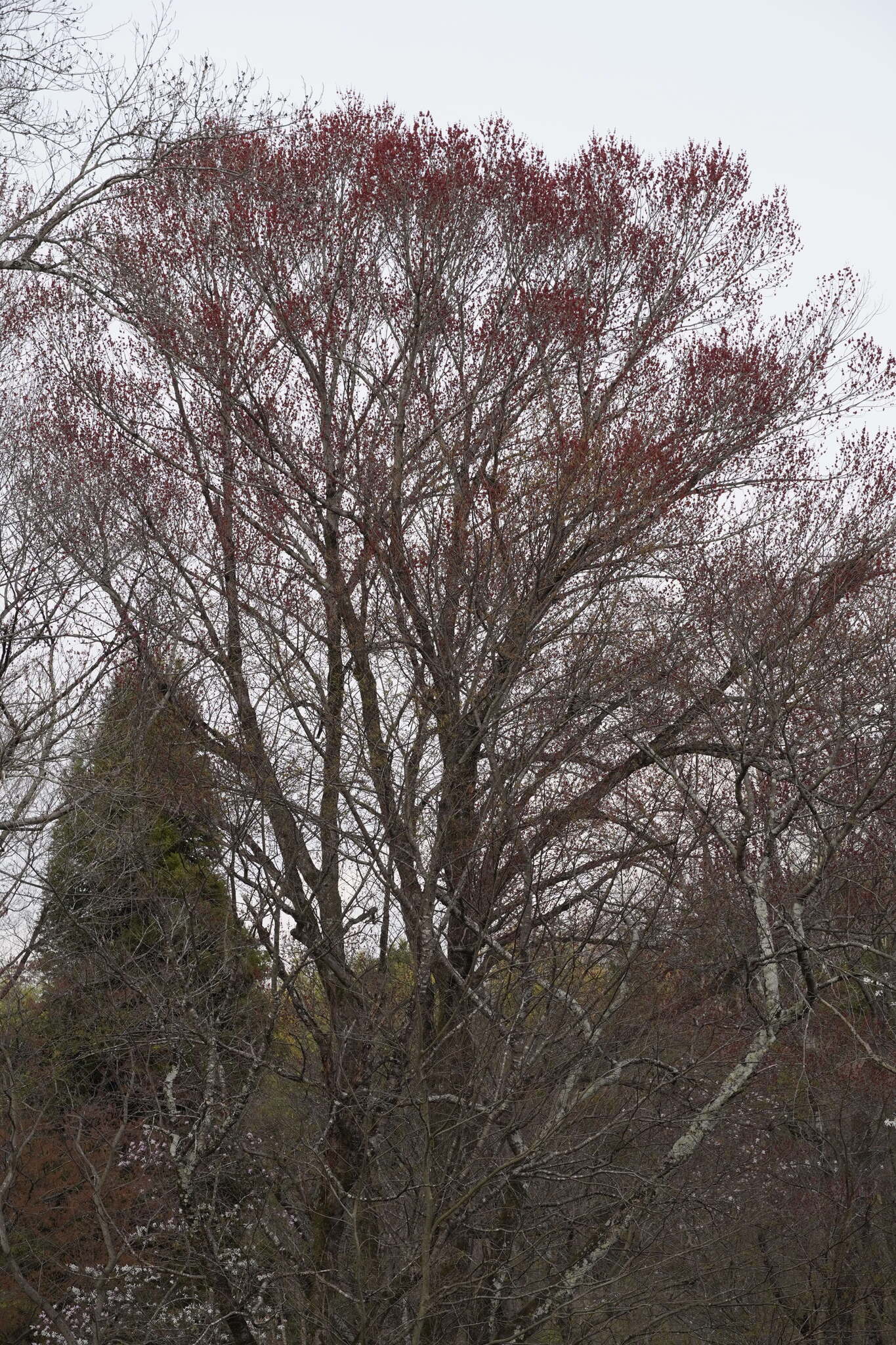 Japanese maple
