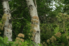 Aralia cordata sachalinensis