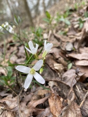 Cardamine dissecta
