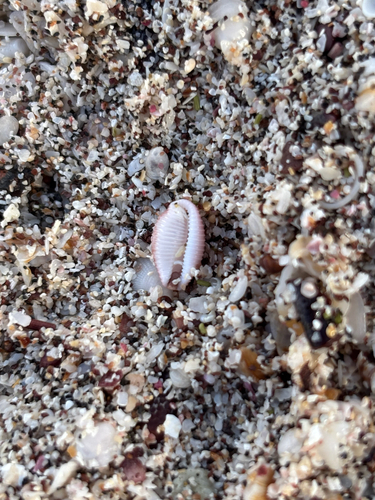Niveria pacifica observed 2026-03-30