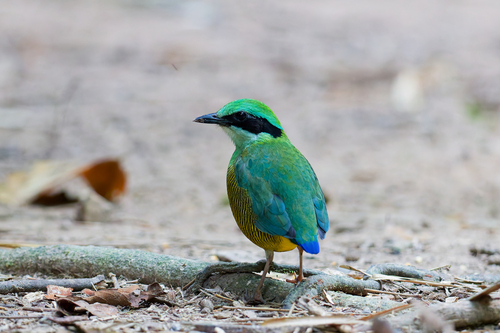 Bar-bellied Pitta (Hydrornis elliotii), photo 9