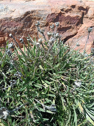 Helichrysum chionosphaerum observed 2026-03-30