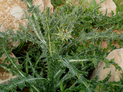 Onopordum alexandrinum