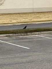 Corvus brachyrhynchos