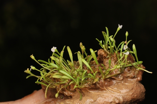 Glossostigma diandrum observed 2026-03-30