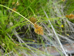 Carex athrostachya