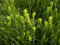 Castilleja lutescens