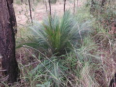 Macrozamia miquelii