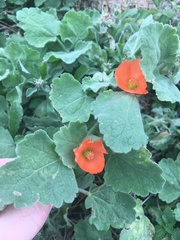 Sphaeralcea lindheimeri