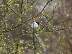 Poecile palustris palustris