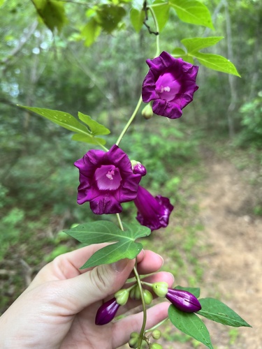 Ipomoea blanchetii