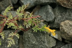 Corydalis speciosa