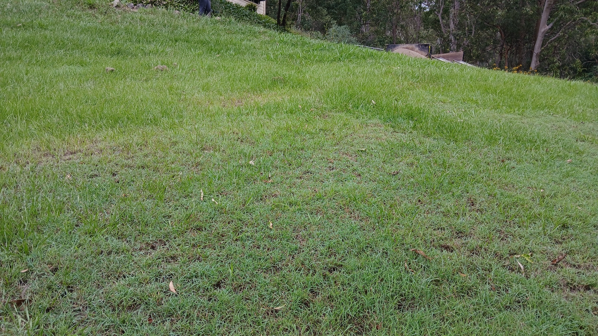 Imagem de grama-estrela