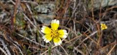 Layia gaillardioides