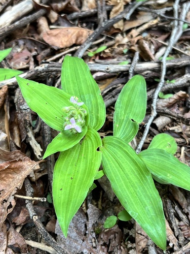 Tripogandra glandulosa
