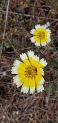 Layia gaillardioides
