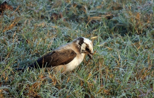 Southern White-crowned Shrike (Eurocephalus anguitimens), photo 1