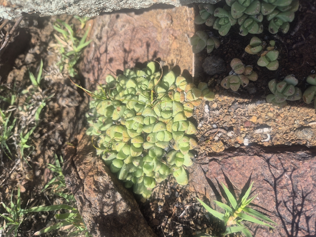 Stomatium integrum