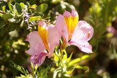 Alstroemeria exserens