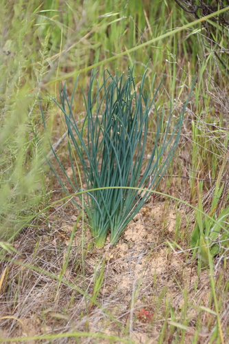 Scented Sock Squill (Drimia fragrans)