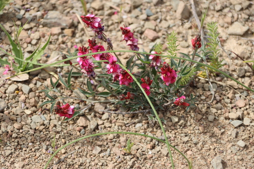 Indigofera vanzijlii MS (Indigofera vanzijlii)
