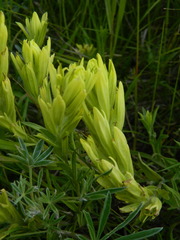 Castilleja lutescens