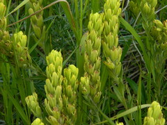 Castilleja lutescens