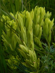 Castilleja lutescens