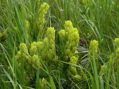Castilleja lutescens