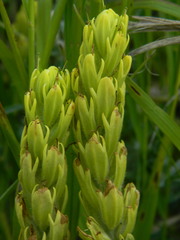 Castilleja lutescens