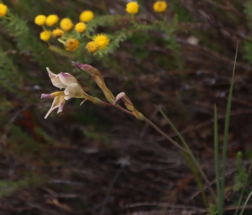 Skull Glad (Gladiolus scullyi)