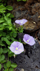Convolvulus sabatius mauritanicus