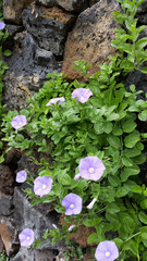 Convolvulus sabatius mauritanicus