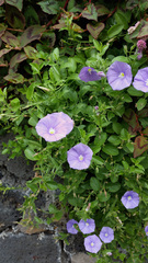 Convolvulus sabatius mauritanicus