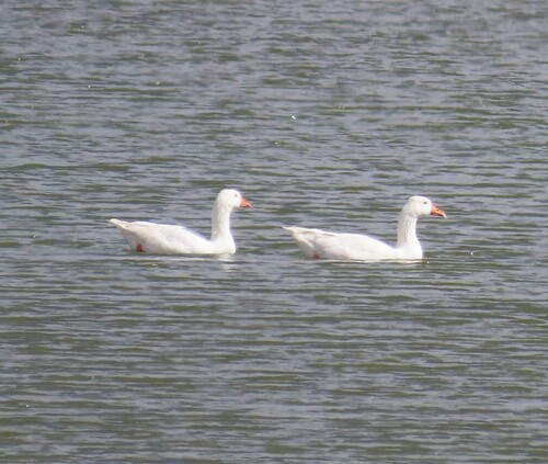 iNaturalist: (c) Fiona Hellmann, some rights reserved (CC BY-NC), uploaded by Fiona Hellmann iNaturalist image