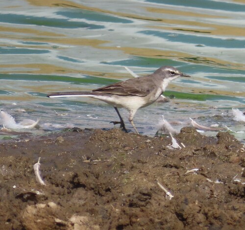 iNaturalist: (c) Fiona Hellmann, some rights reserved (CC BY-NC), uploaded by Fiona Hellmann iNaturalist image