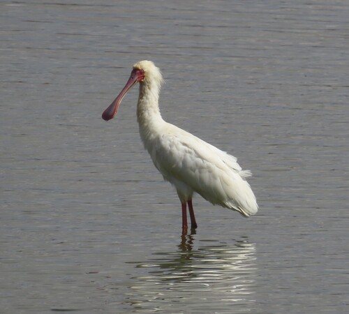 iNaturalist: (c) Fiona Hellmann, some rights reserved (CC BY-NC), uploaded by Fiona Hellmann iNaturalist image