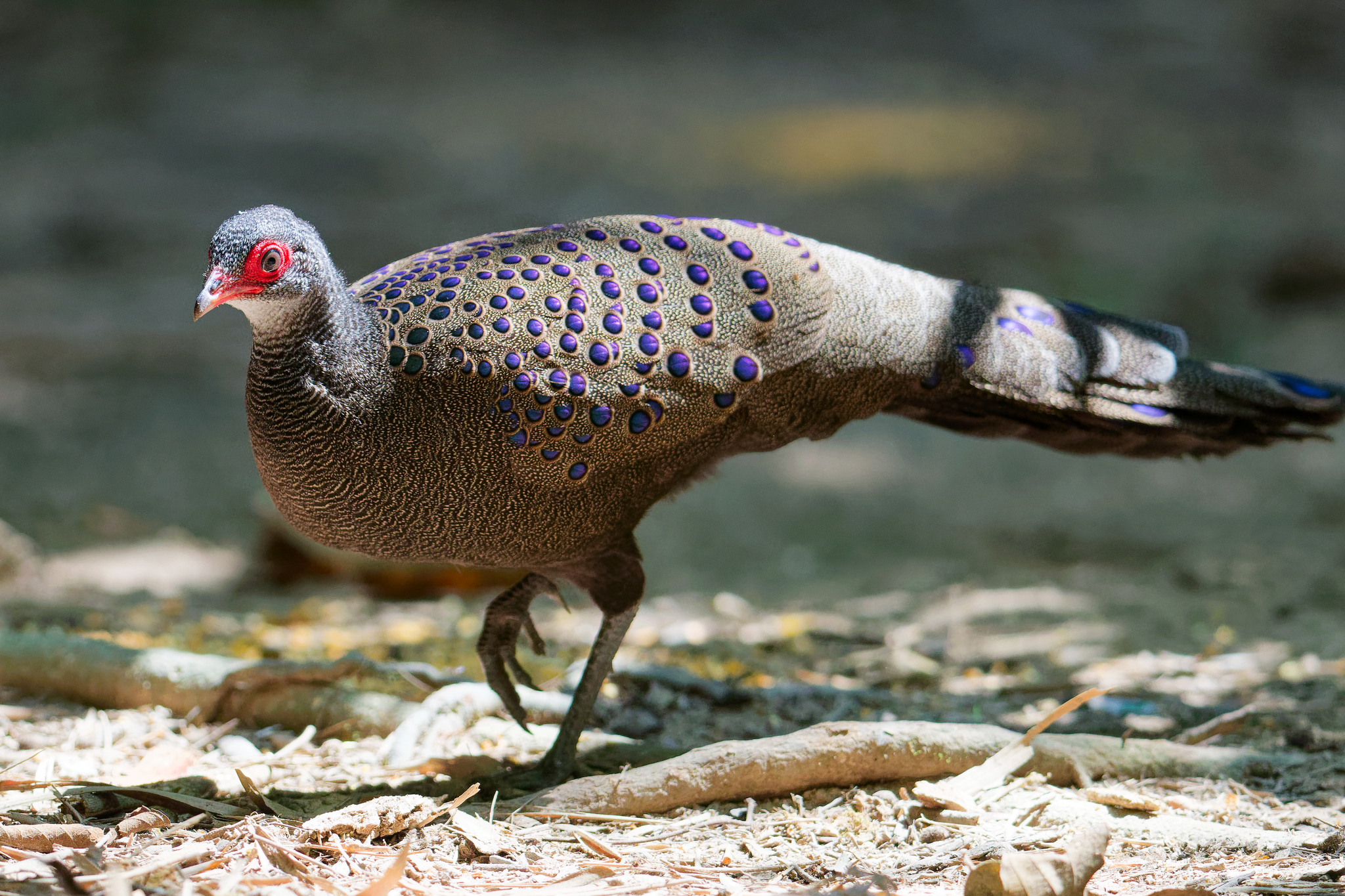 Germain's Peacock-Pheasant (Polyplectron germaini), photo 1