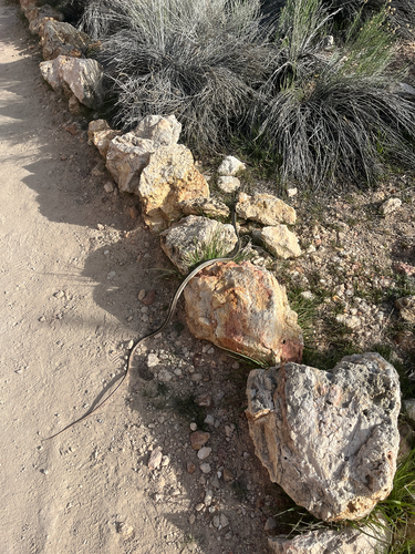 Striped Whipsnake