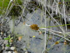 Carex athrostachya